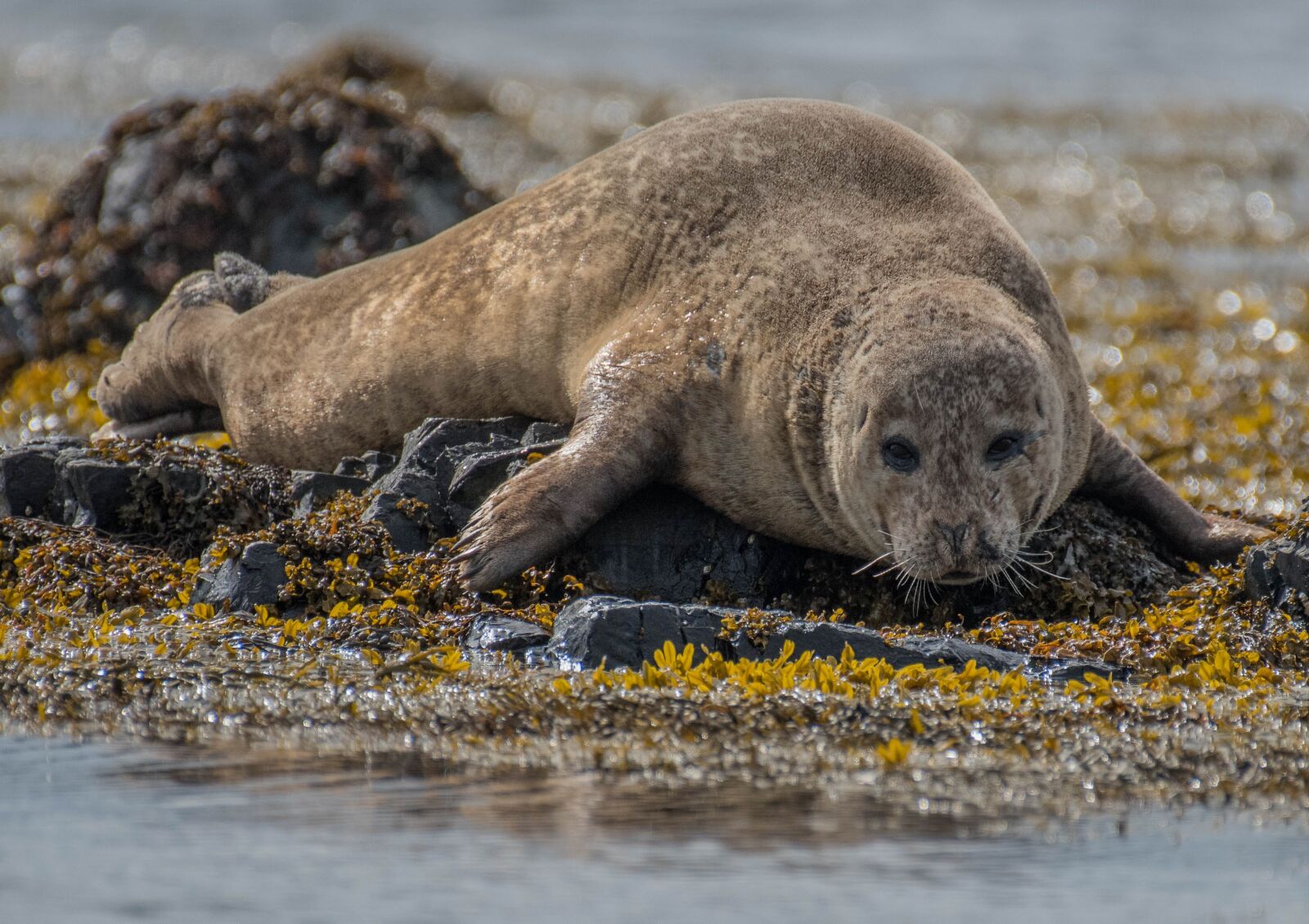 Nikon D500 sample photo. Seal, baby, animal photography