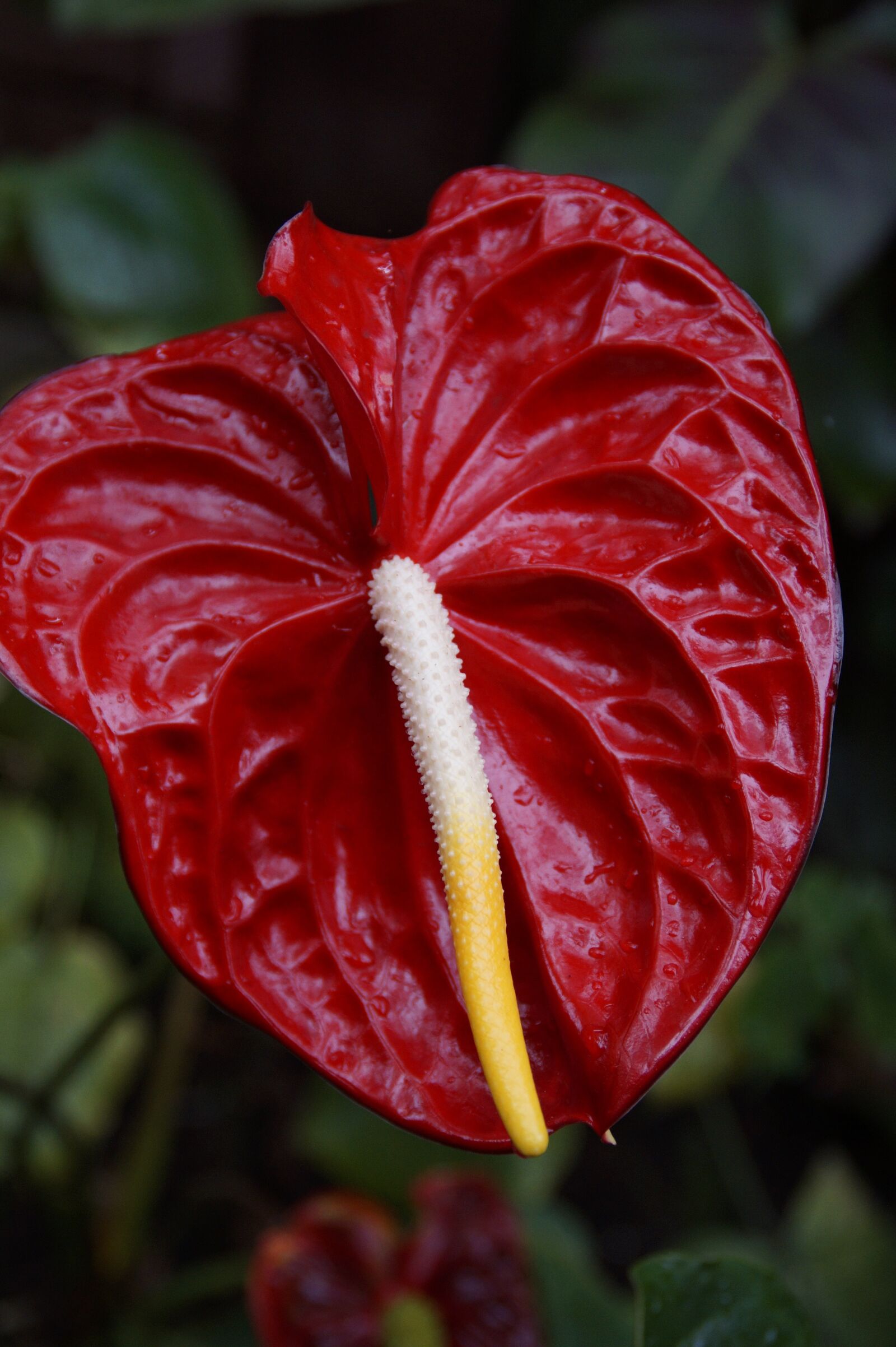 Sony SLT-A58 sample photo. Red anthurie, anthurium, red photography