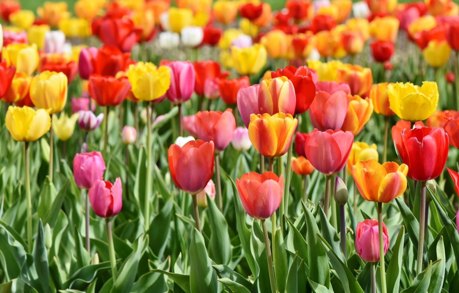 Nikon D7200 sample photo. Tulips, tulip field, tulpenbluete photography