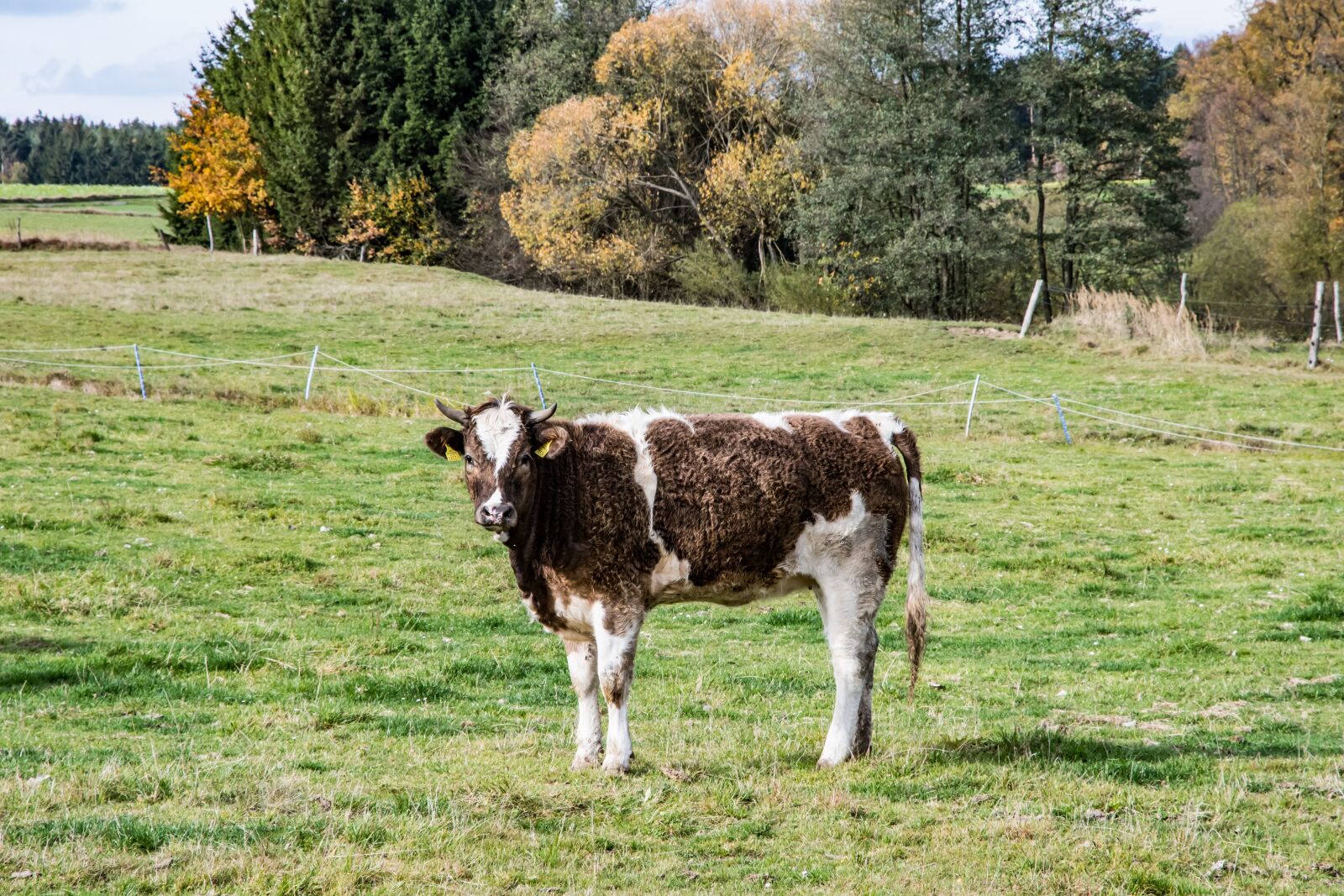 Nikon D500 sample photo. Cow, simmental cattle, beef photography