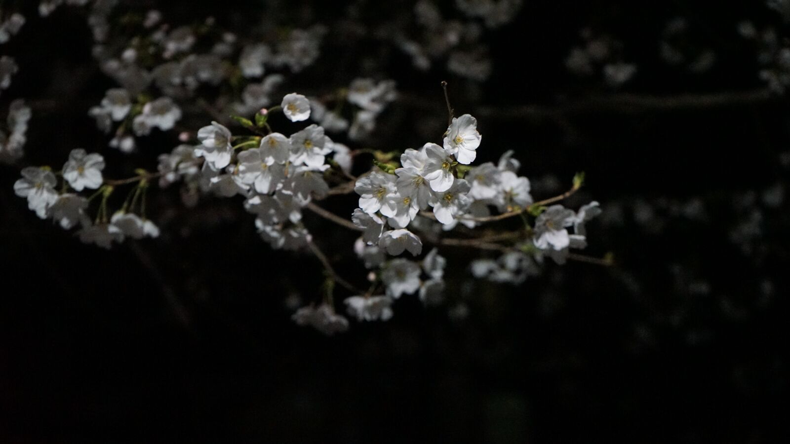 Sony a7 II sample photo. Cherry blossom, night, trees photography