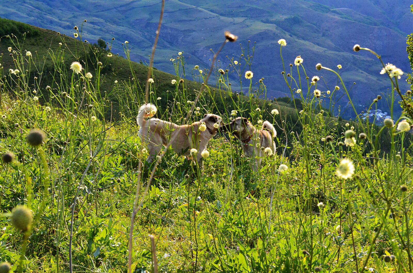 Nikon D5100 sample photo. Nature, landscape, kaçkars photography
