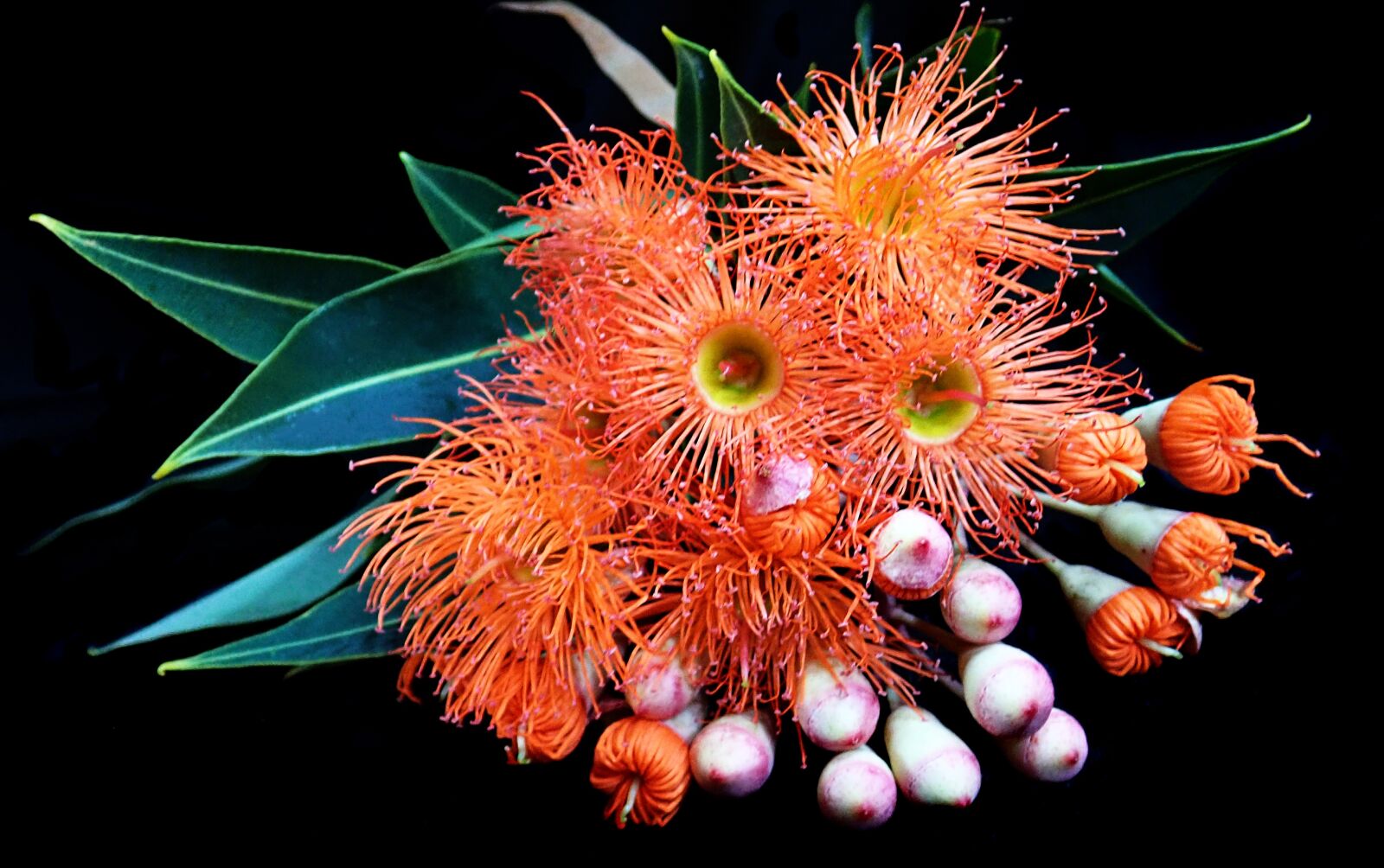 Olympus TG-5 sample photo. Flowers, australian, eucalyptus photography