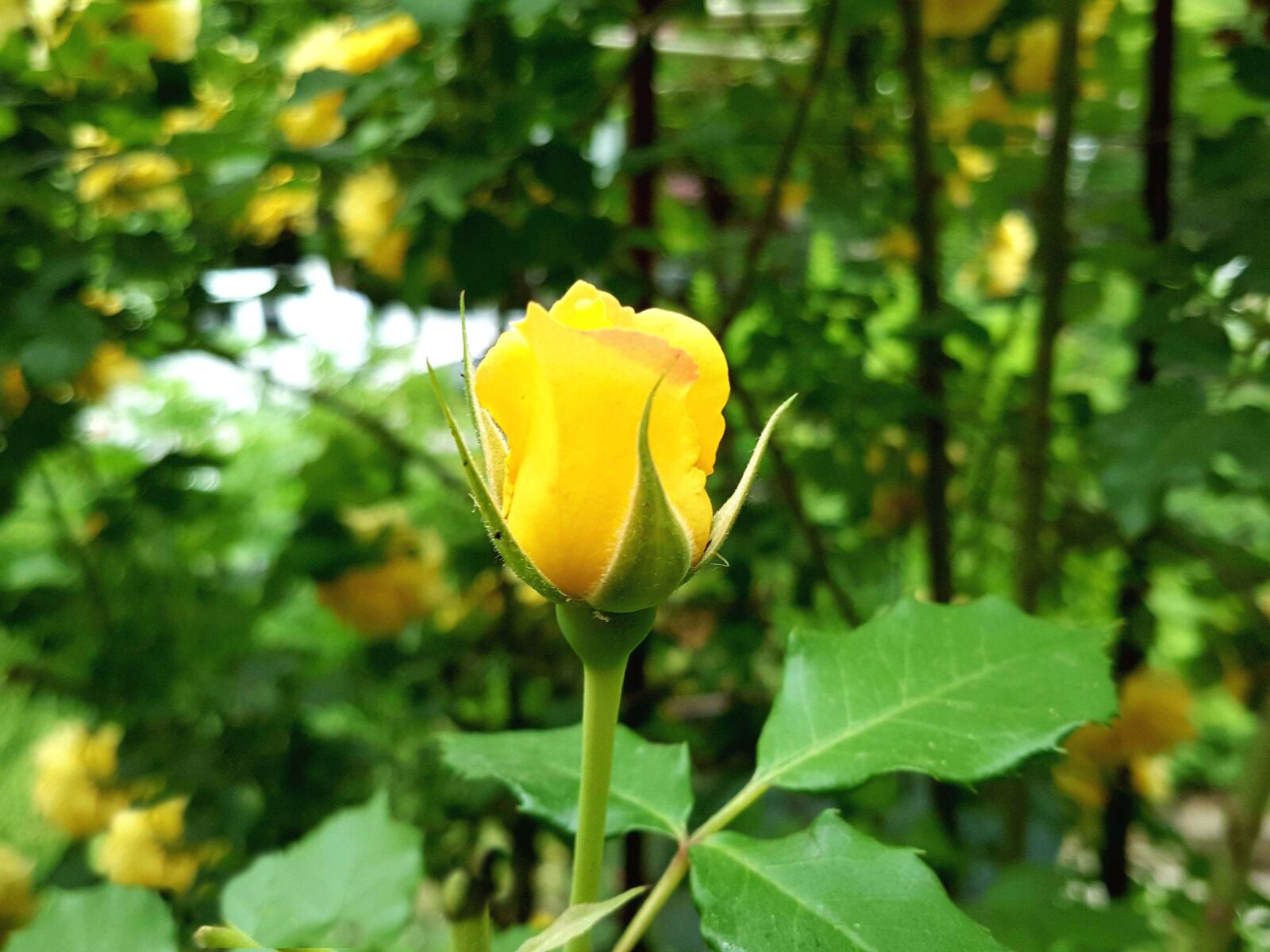 Samsung Galaxy Note5 sample photo. Rose, yellow roses, rose photography