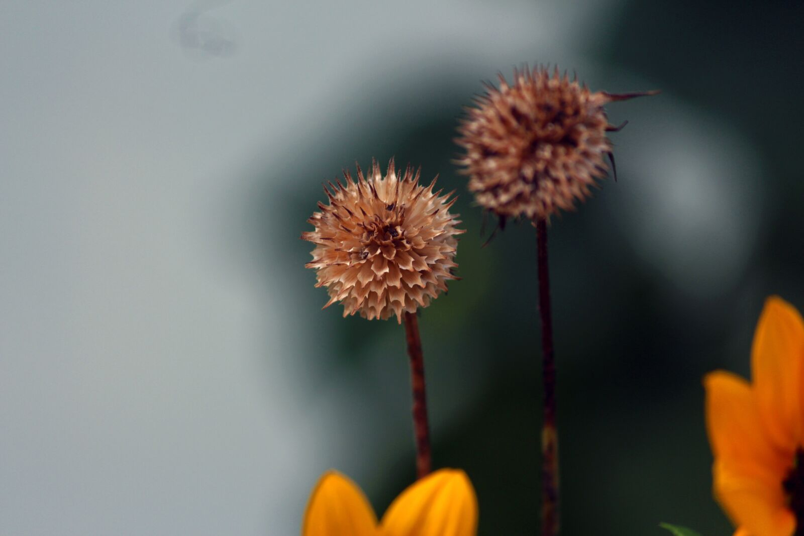 Canon EOS 700D (EOS Rebel T5i / EOS Kiss X7i) sample photo. Flowers dead, lowers, yellow photography