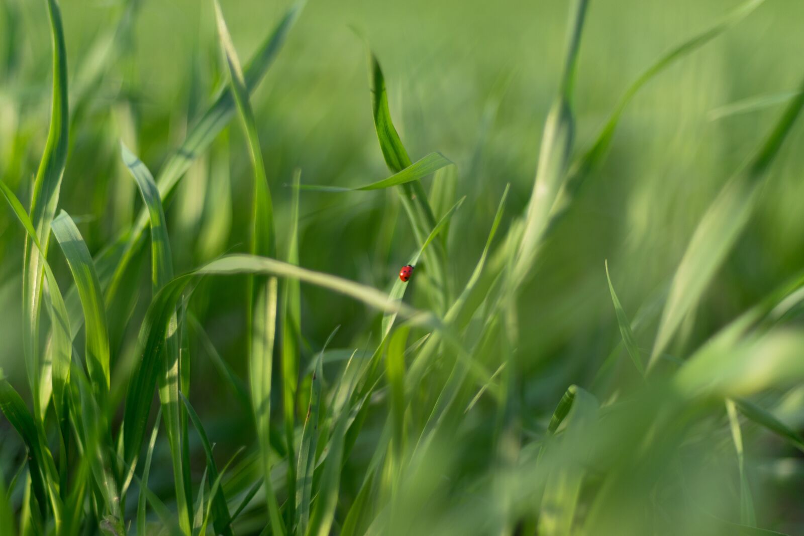Nikon D5300 sample photo. Ladybug, green, grass photography