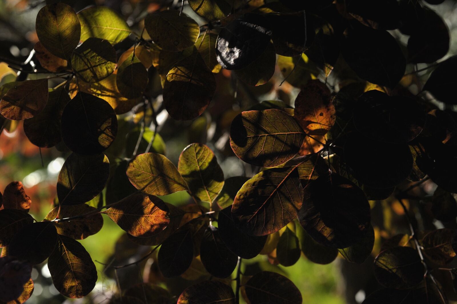 Nikon D3S sample photo. Leaves, autumn, shadow games photography