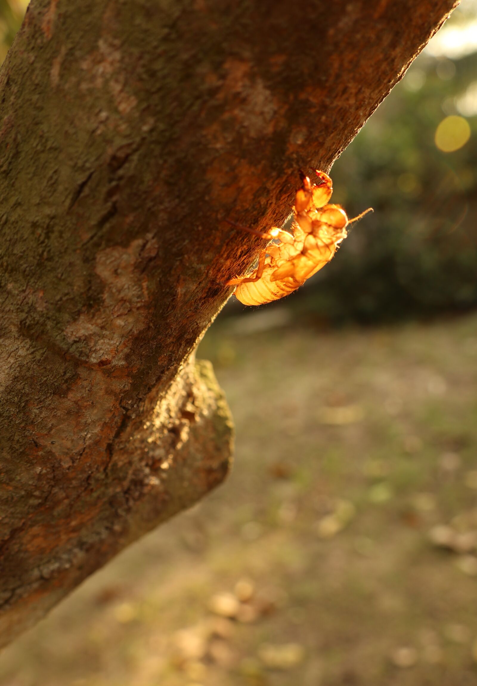 Canon EOS M6 sample photo. Portrait, climbing cicada, climb photography
