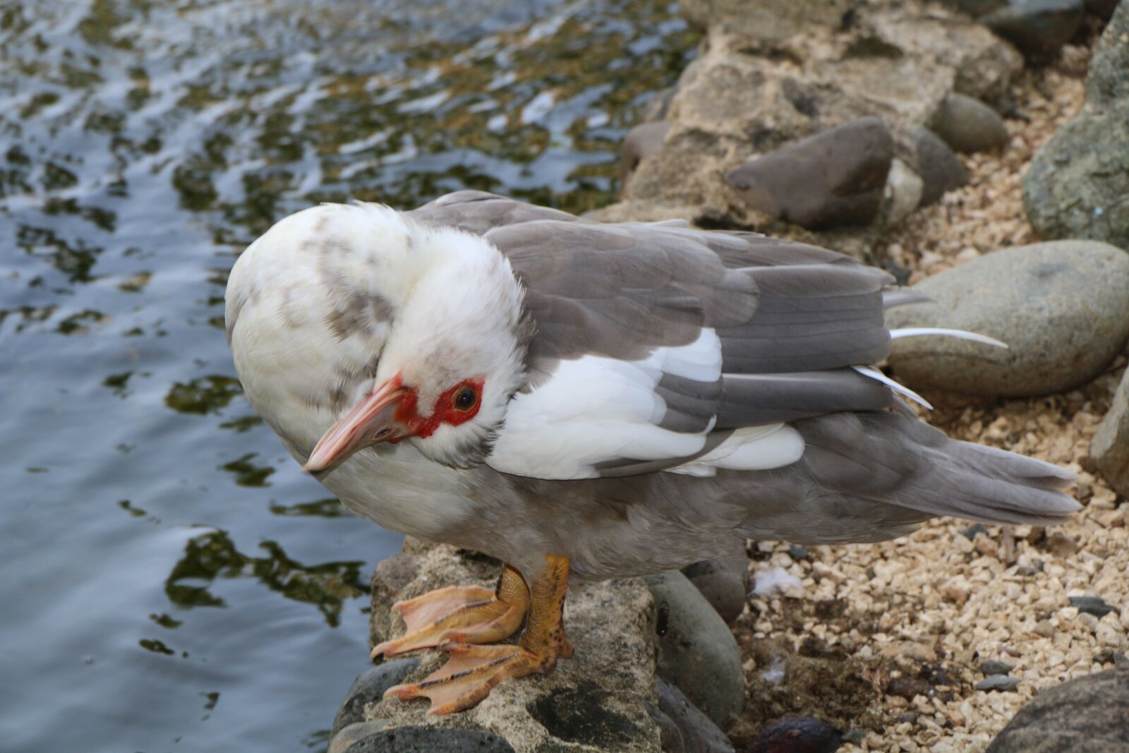 Canon EOS 70D sample photo. Gray, duck, bianca photography