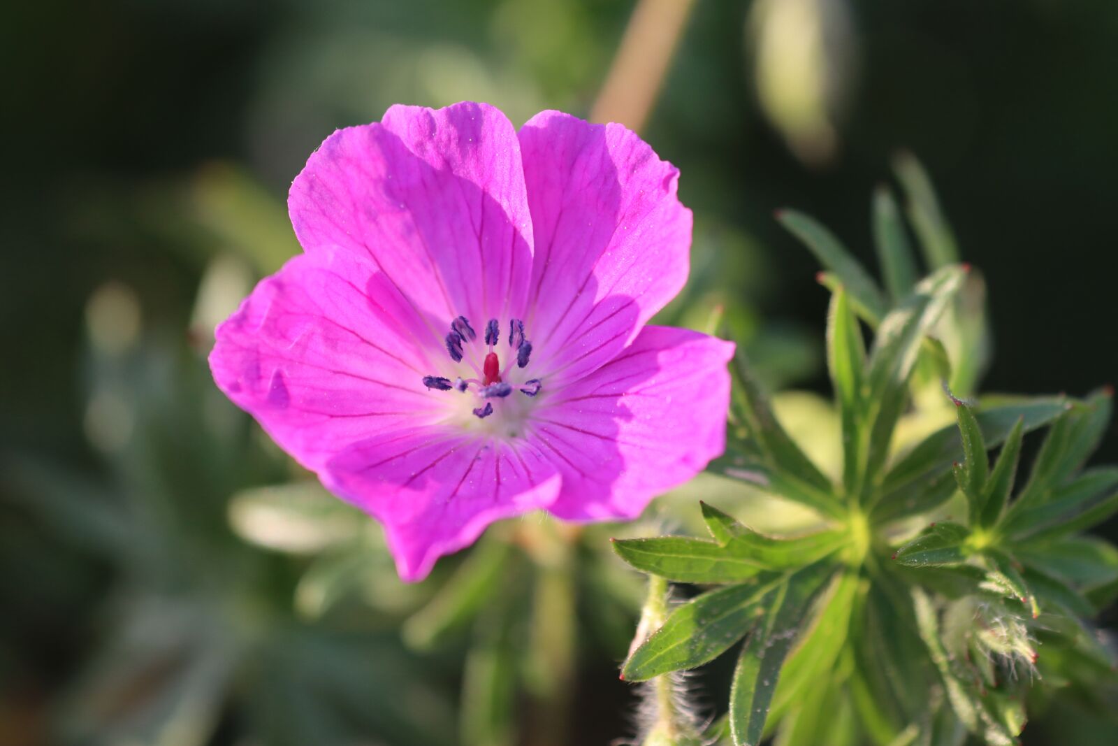 Canon EOS 90D sample photo. Cranesbill, pink, leaf photography
