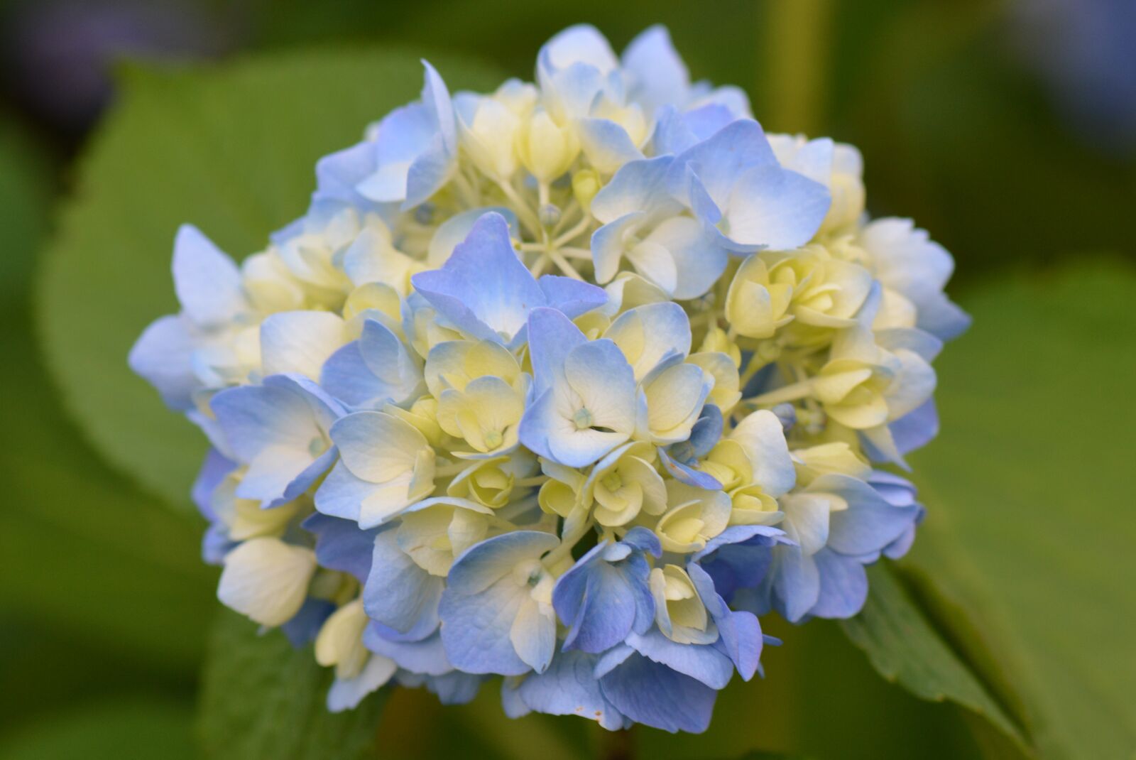 Nikon D5200 sample photo. Flower, nature, blue flower photography
