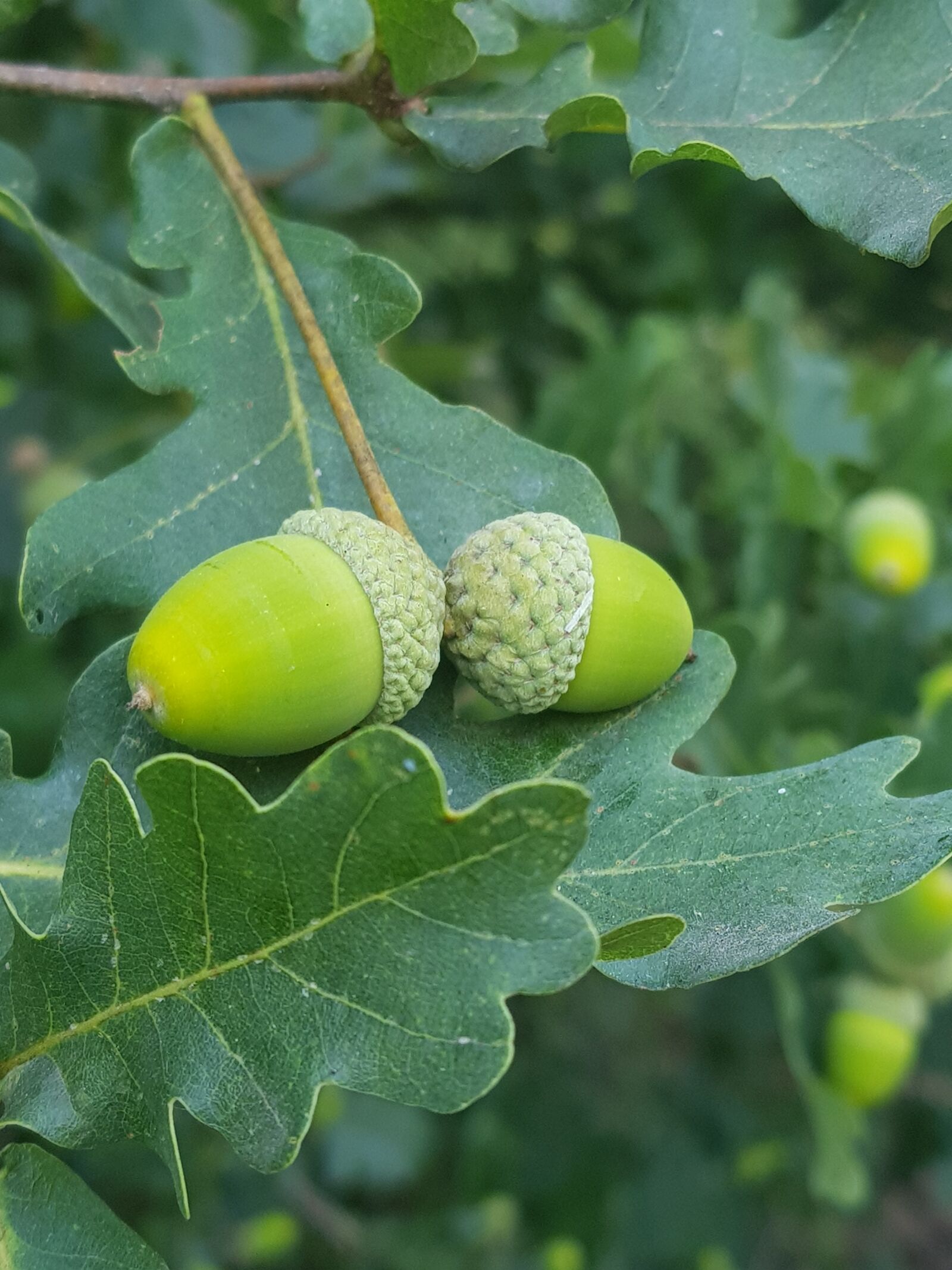 Samsung Galaxy S8 sample photo. Nature, forest, acorns photography