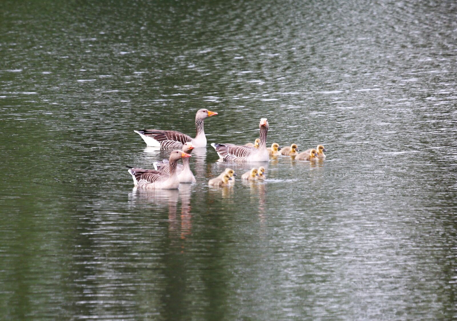 Canon EF 100-400mm F4.5-5.6L IS USM sample photo. Ducks, geese, family photography