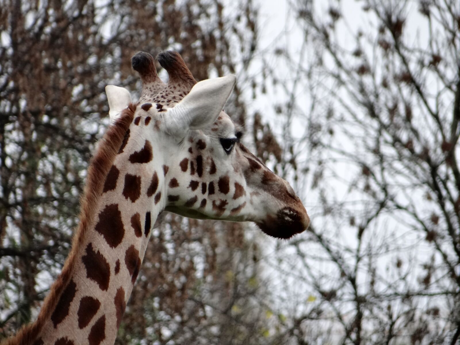 Sony DSC-HX200V sample photo. Giraffe, nature, tanzania photography
