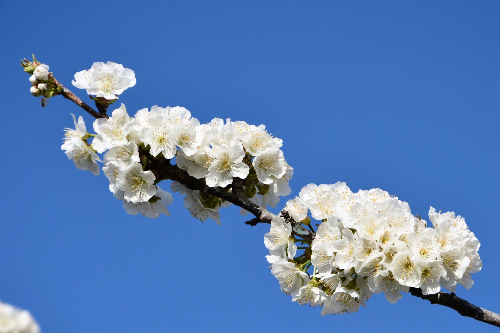 Nikon D7100 sample photo. Cherry, flower, sprig photography