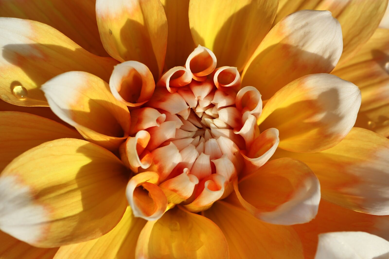 Tamron SP 90mm F2.8 Di VC USD 1:1 Macro sample photo. Dahlia, yellow, blossom photography