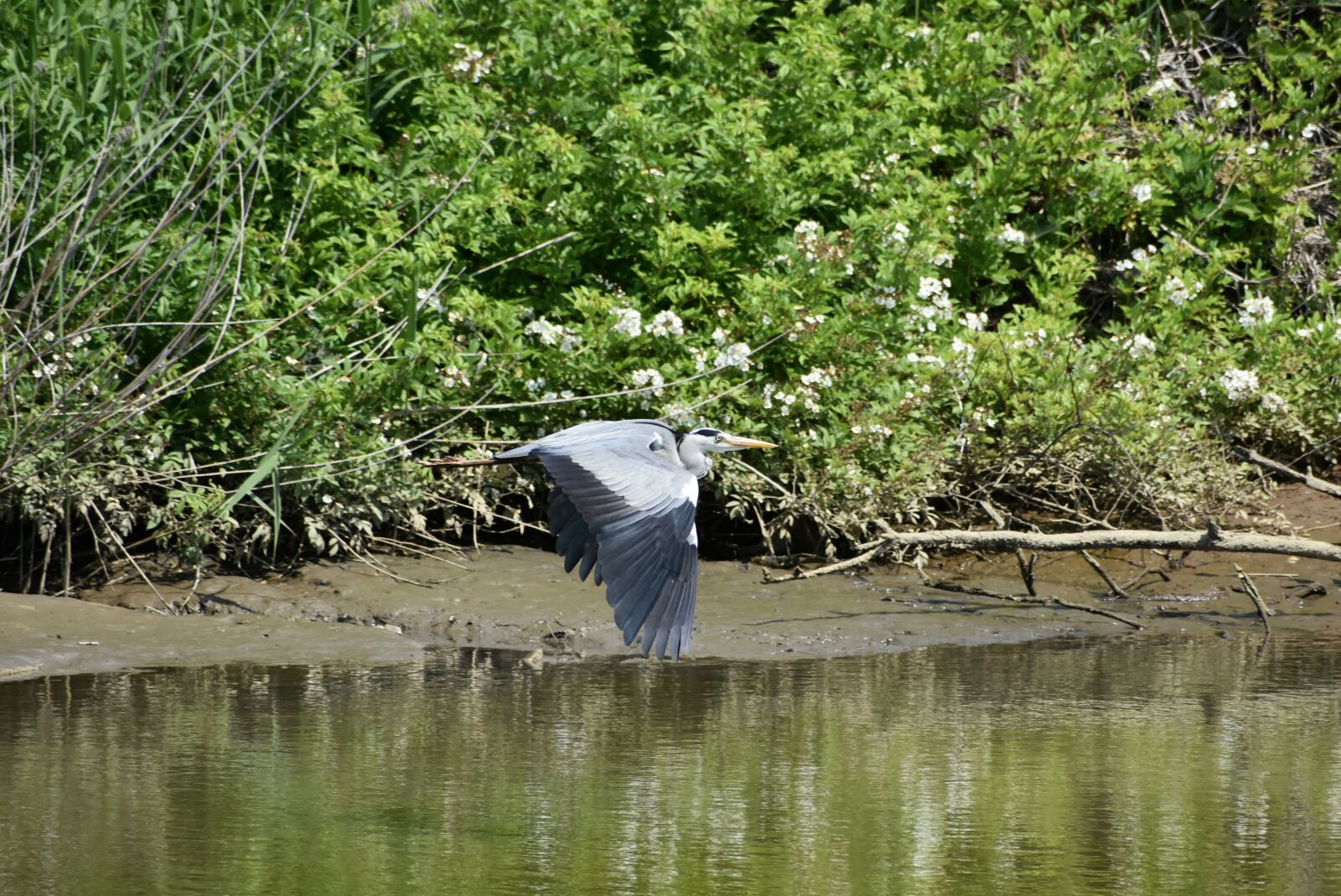 Nikon D7200 sample photo. Animal, river, wood photography