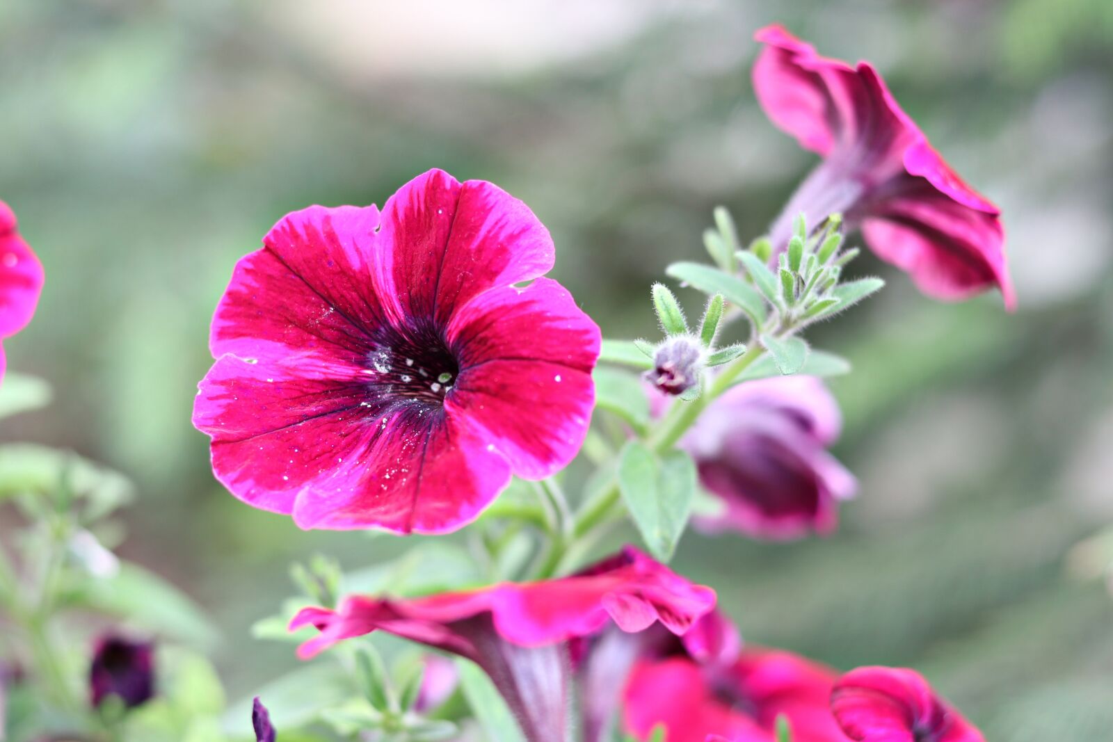 Canon EOS 80D + Canon EF 50mm F1.8 STM sample photo. Pansies, flower, petals photography