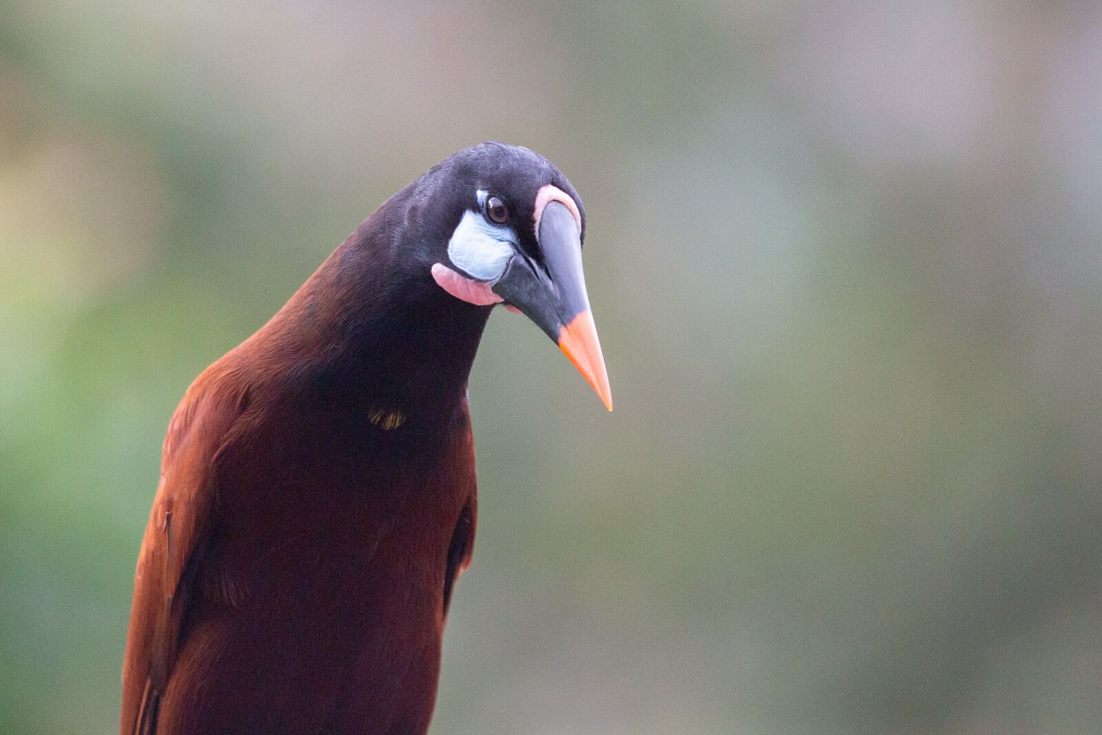 150-600mm F5-6.3 DG OS HSM | Contemporary 015 sample photo. Oropendola, bird, costa rica photography