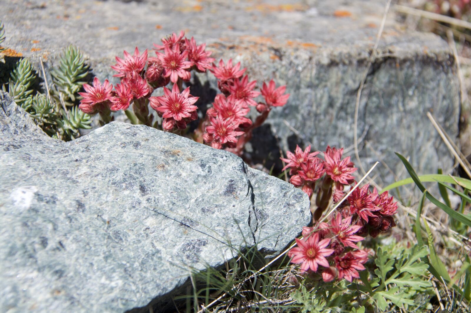 Nikon D90 sample photo. Botany, flowers, houseleek photography
