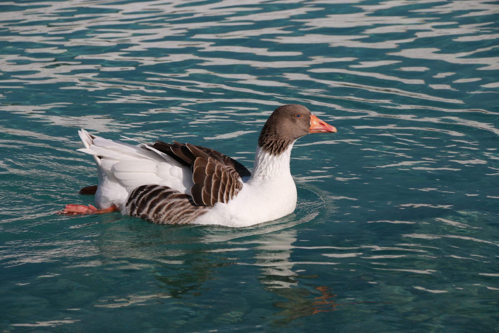 Canon EF-S 18-135mm F3.5-5.6 IS sample photo. Duck, marine, bird photography