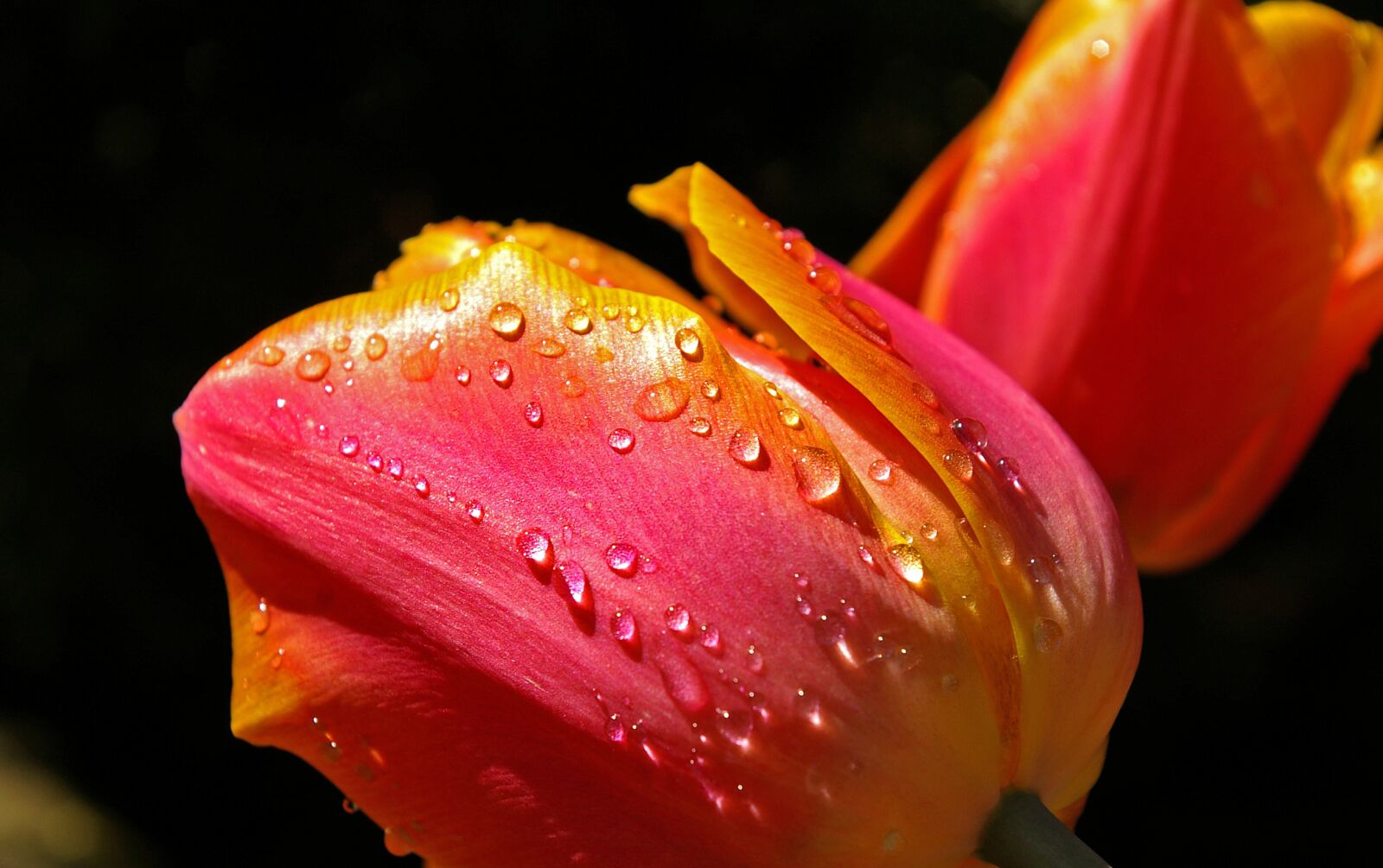 Pentax *ist DL2 sample photo. Yellow tumor, orange tulip photography