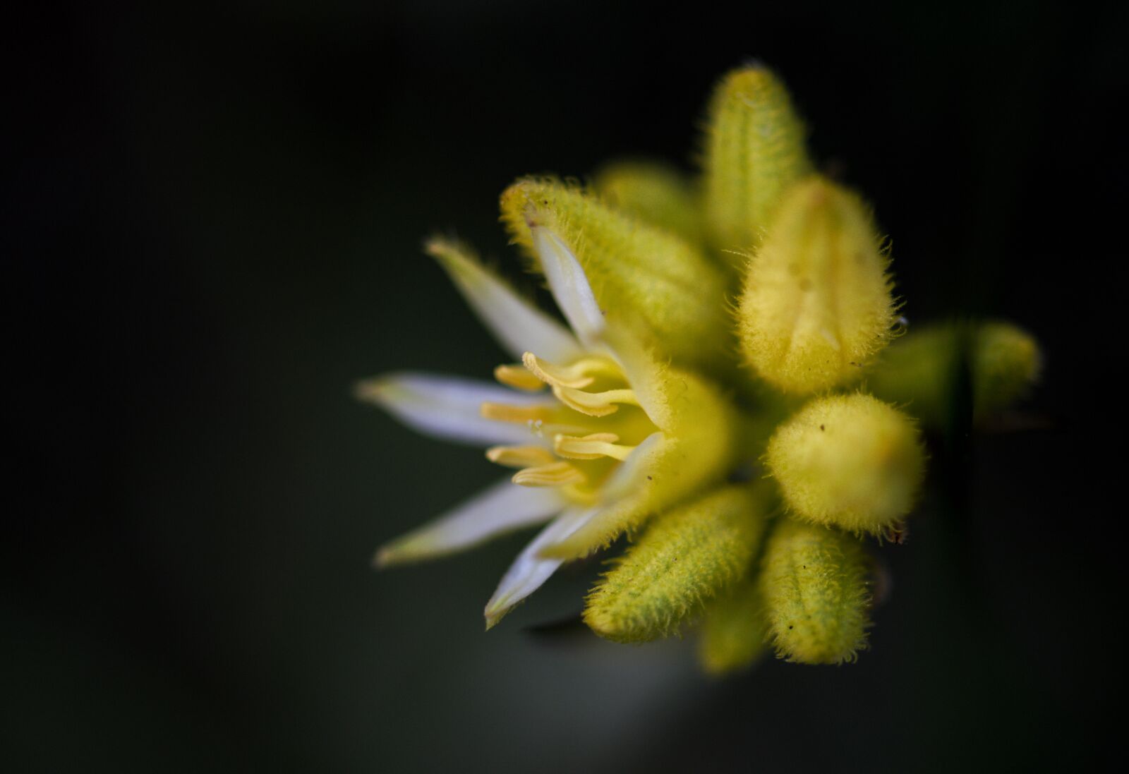 Nikon D3300 sample photo. Wildflowers, nature, blossom photography