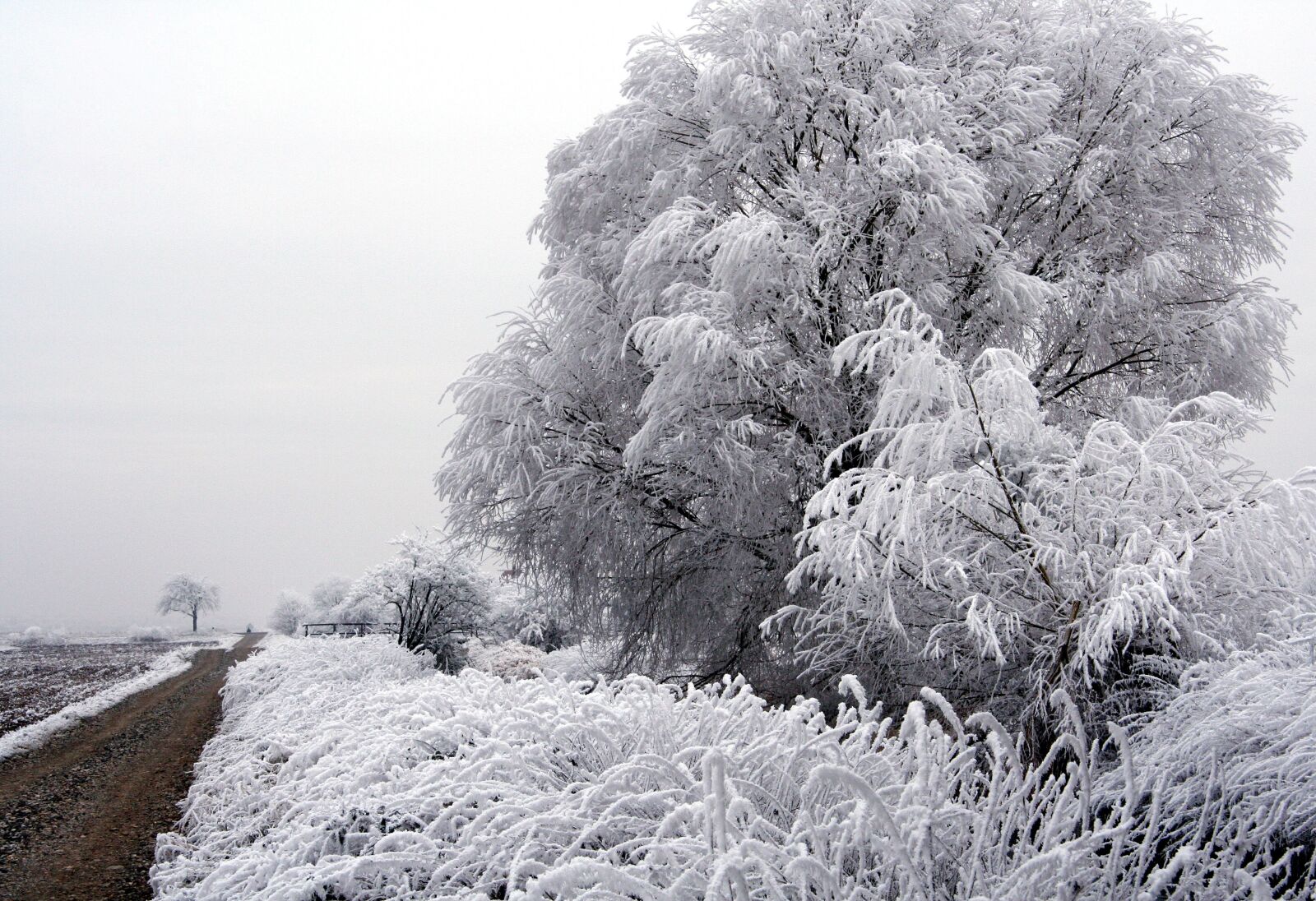 Canon EOS 350D (EOS Digital Rebel XT / EOS Kiss Digital N) sample photo. Tree, frozen, winter photography