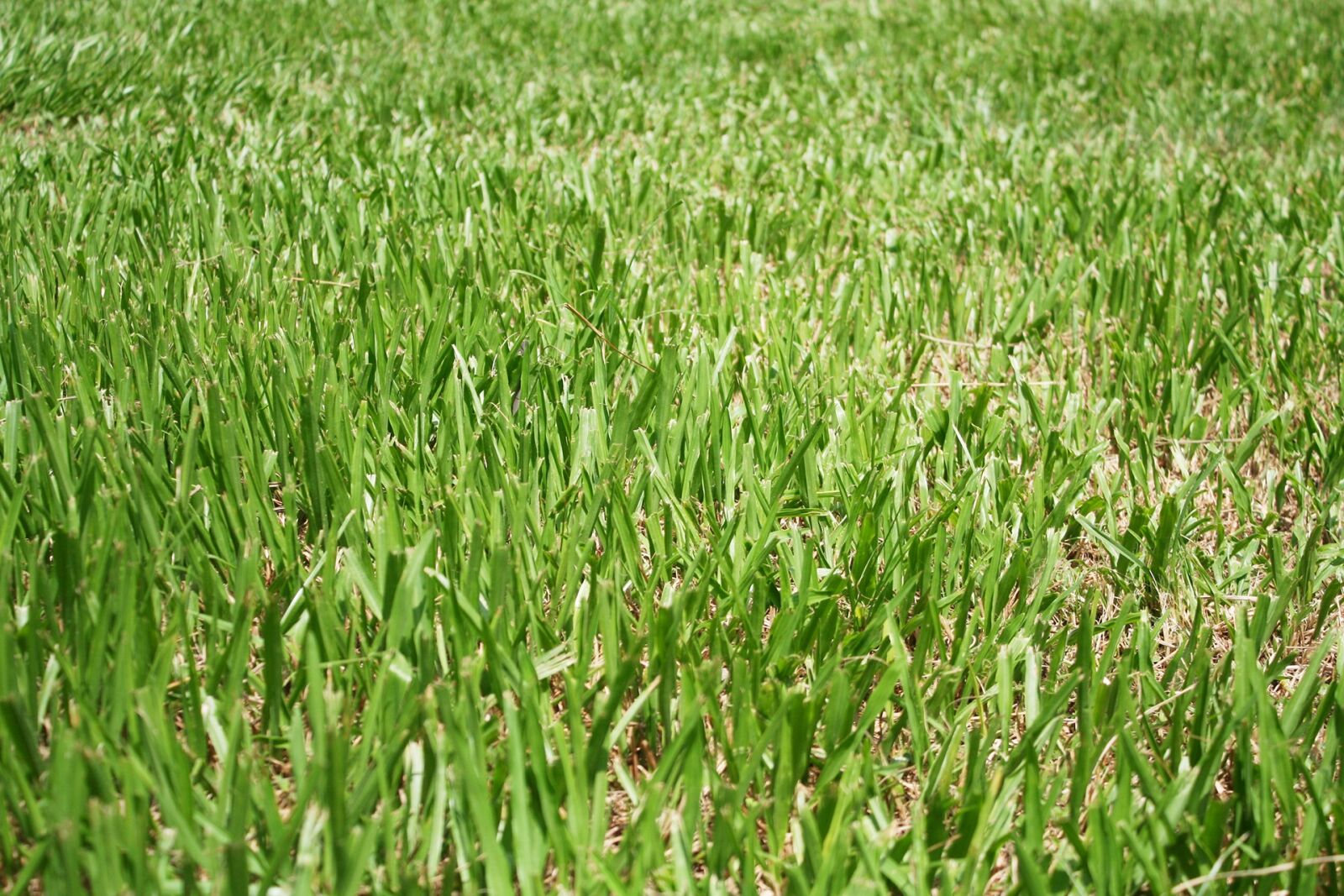 Canon EOS 350D (EOS Digital Rebel XT / EOS Kiss Digital N) sample photo. Grassland, natural, environment photography