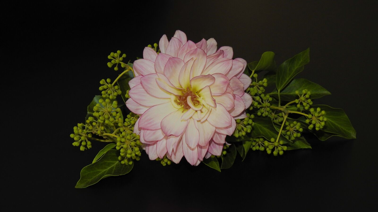 Nikon Coolpix P900 sample photo. Dahlia, blossom, bloom photography