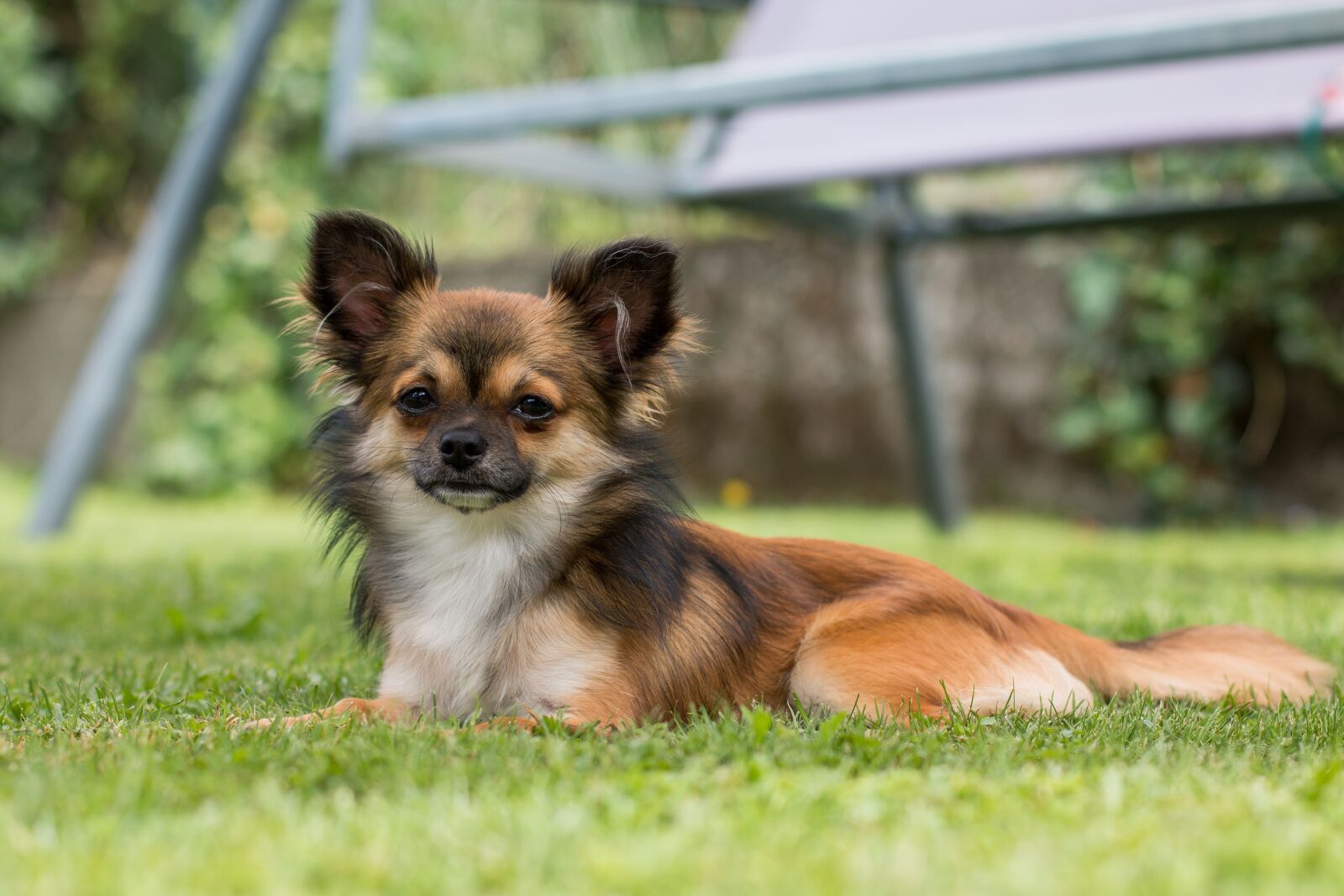 Canon EOS 70D + Canon EF 50mm F1.4 USM sample photo. Chihuahua, dog, small dog photography