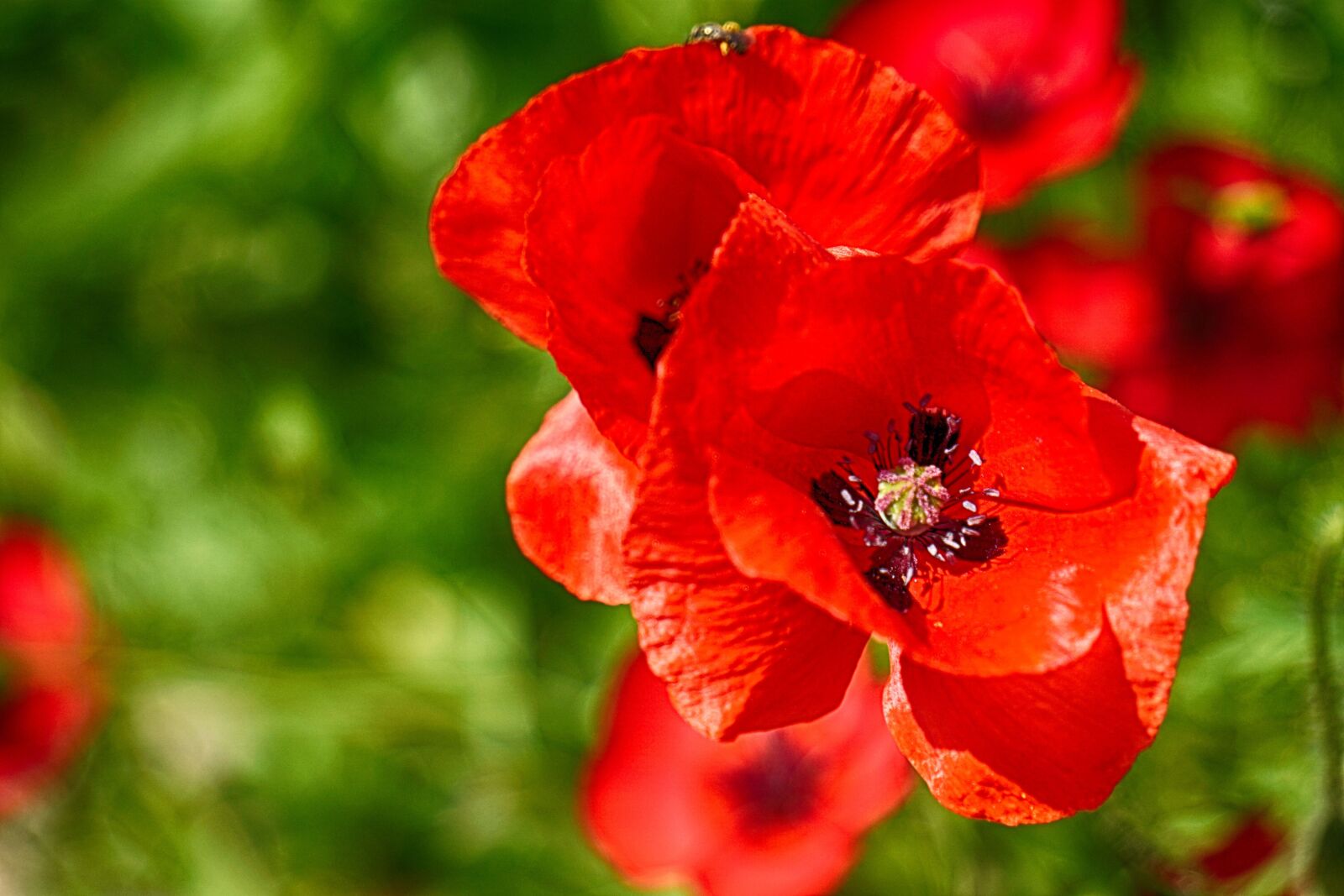 Sony E 55-210mm F4.5-6.3 OSS sample photo. Flowers, poppies, nature photography