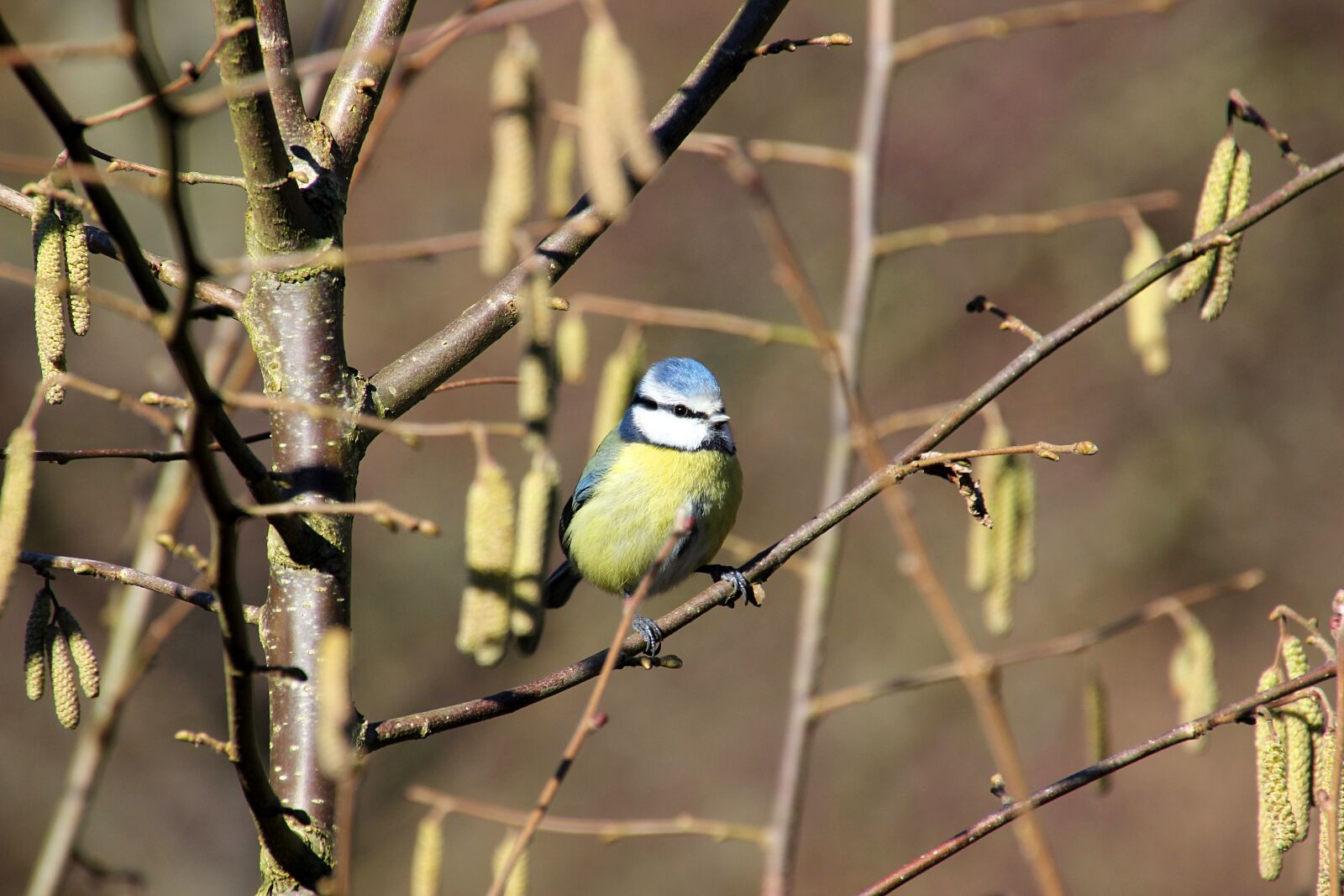 Canon EOS 600D (Rebel EOS T3i / EOS Kiss X5) sample photo. Blue tit, bird, winter photography