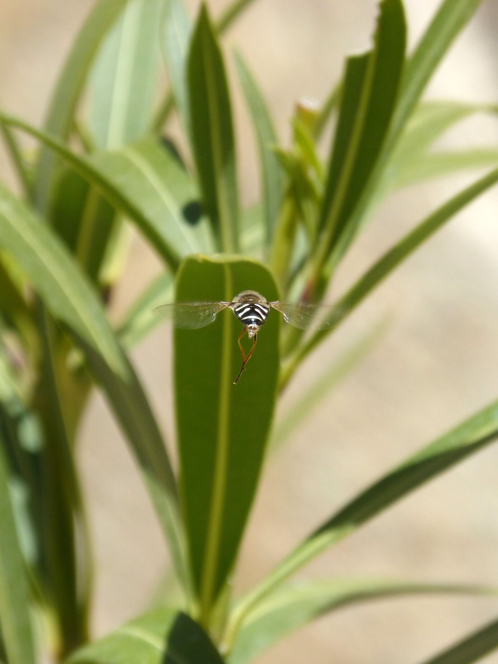 Panasonic DMC-FZ62 sample photo. Hoverfly, oleander, insect in photography
