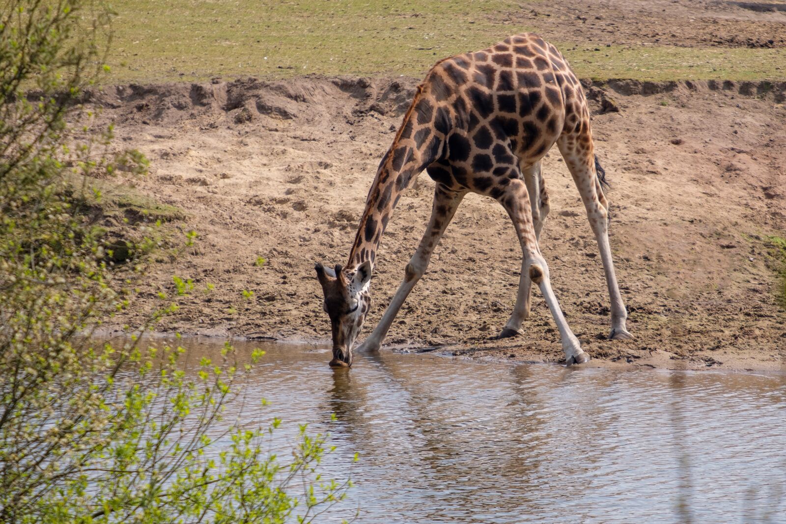 Fujifilm X-T2 + Fujifilm XF 55-200mm F3.5-4.8 R LM OIS sample photo. Giraffe, drink, thirst photography