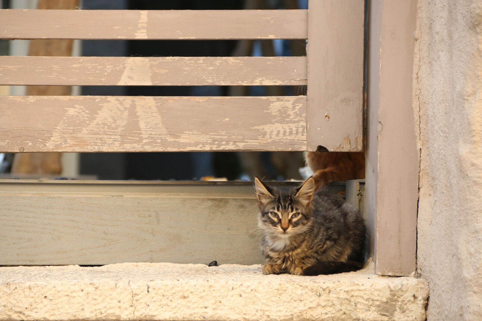 Canon EF-S 18-135mm F3.5-5.6 IS sample photo. Cat, animal, animal portrait photography