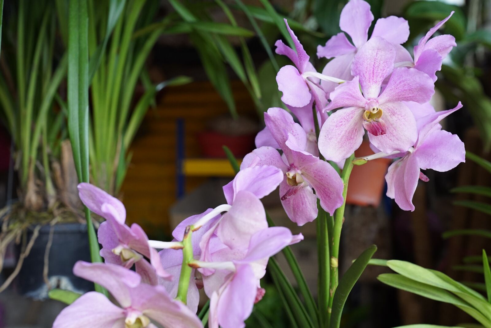 Sony a7S + Sony FE 24-70mm F2.8 GM sample photo. Orchids, tropical, floral photography