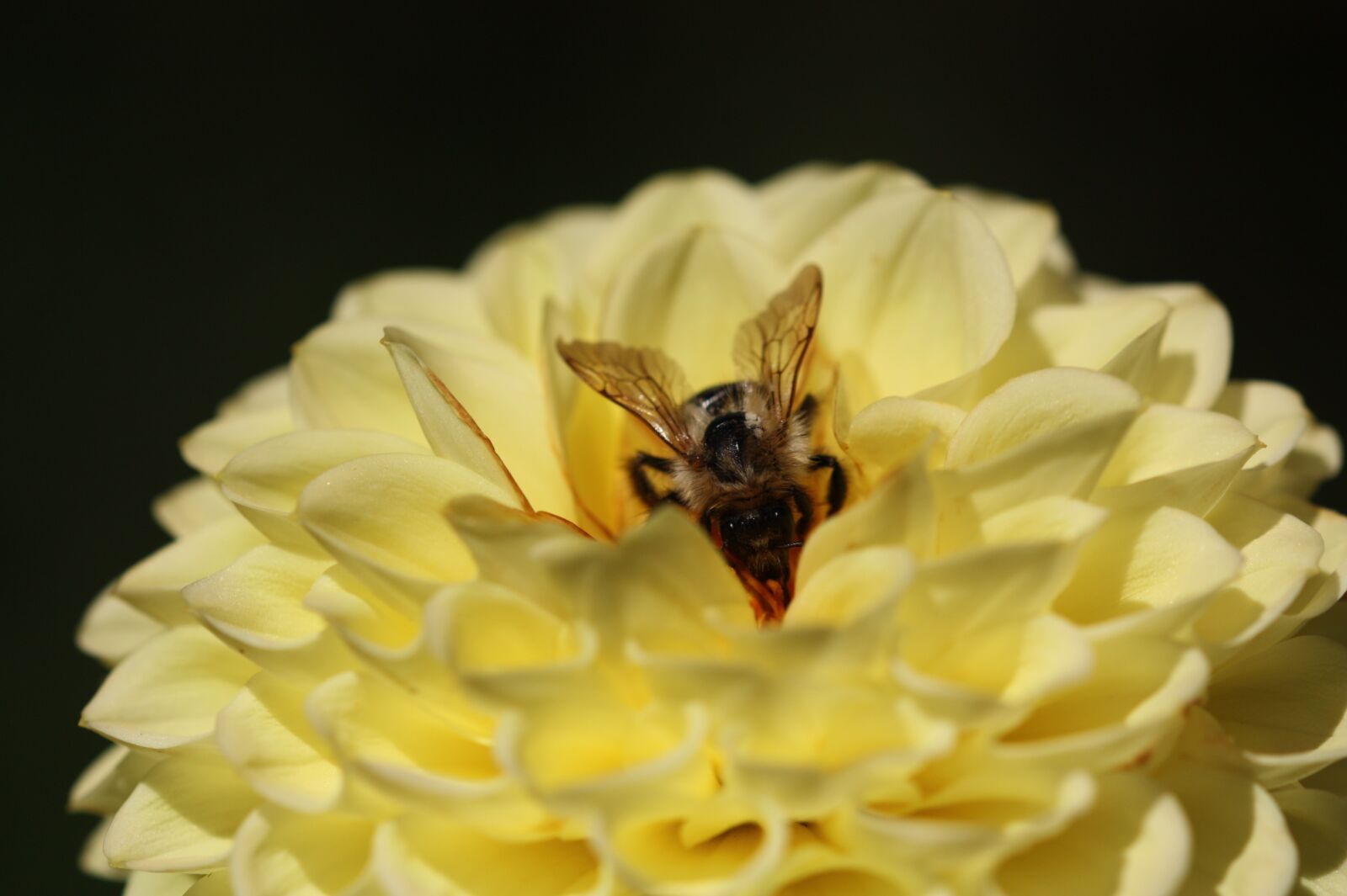 Canon EOS 450D (EOS Rebel XSi / EOS Kiss X2) sample photo. Flower, summer, bee photography