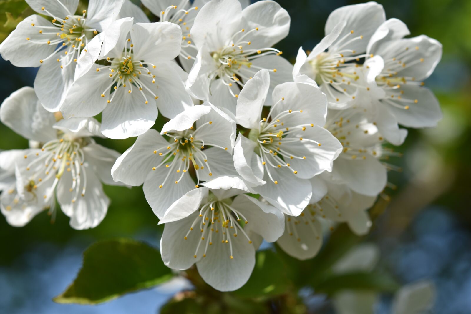 Nikon D5600 sample photo. Flowers, flowers of apple photography