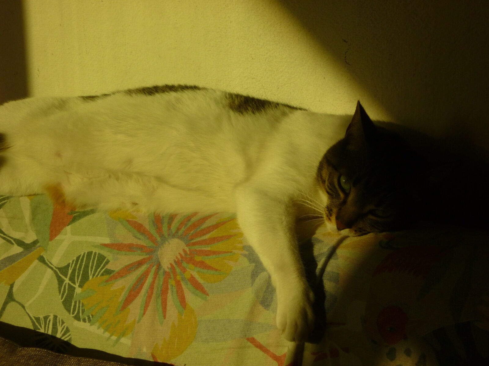 Panasonic DMC-FS12 sample photo