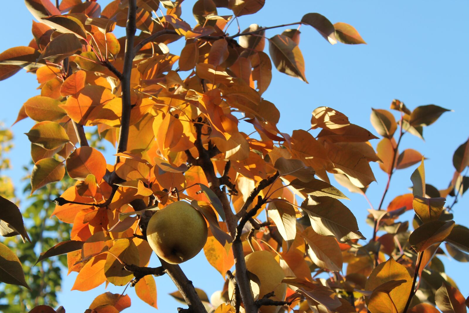 Canon EOS 1100D (EOS Rebel T3 / EOS Kiss X50) sample photo. Autumn, yellow, leaves photography