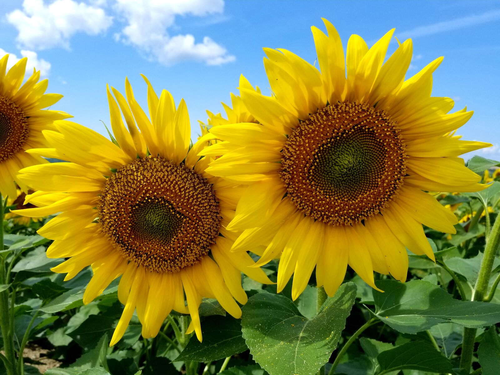 Samsung Galaxy S8+ sample photo. Sunflowers, two sunflower, field photography