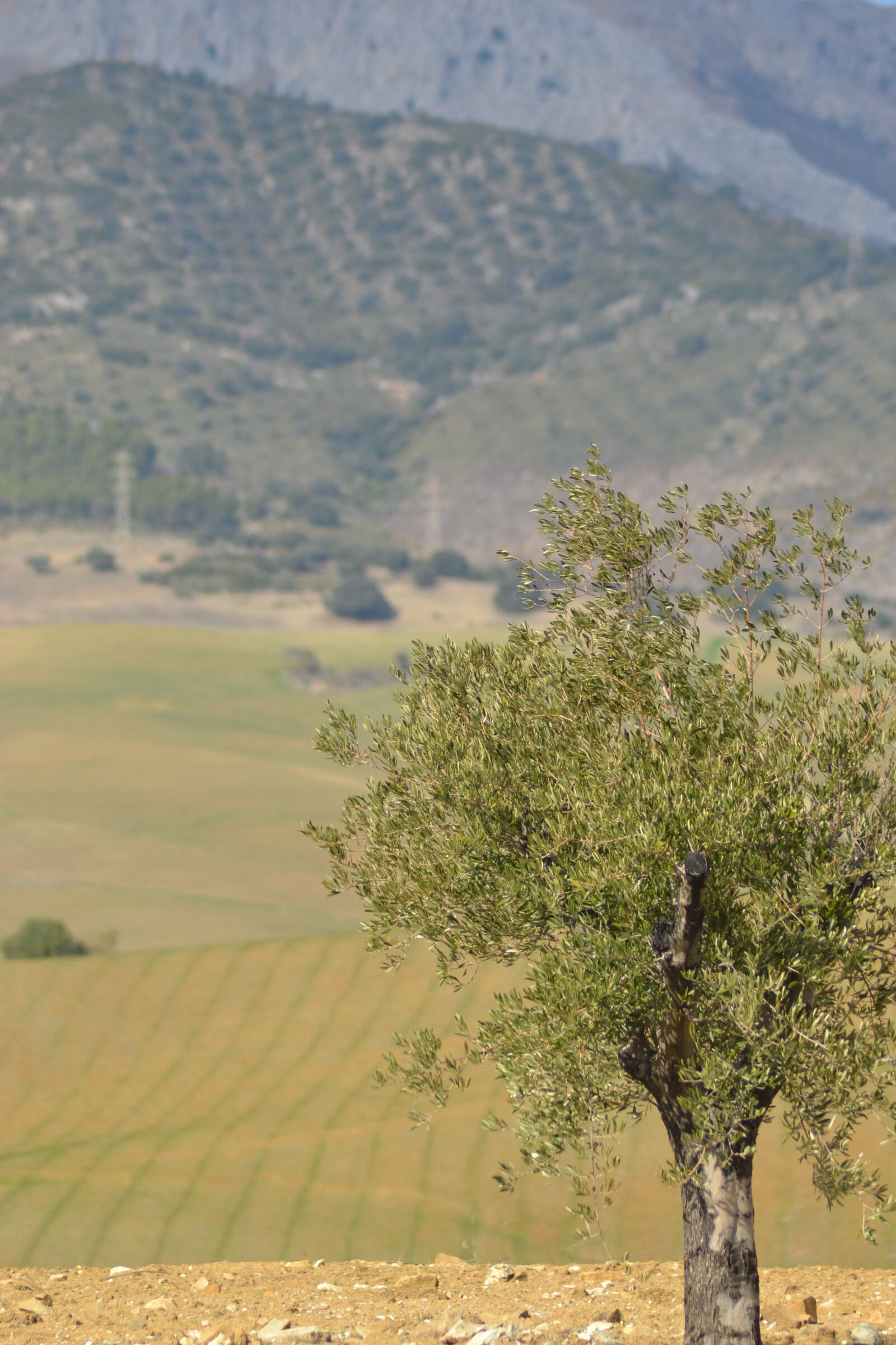 Nikon D3100 sample photo. Tree, spain, landscape photography