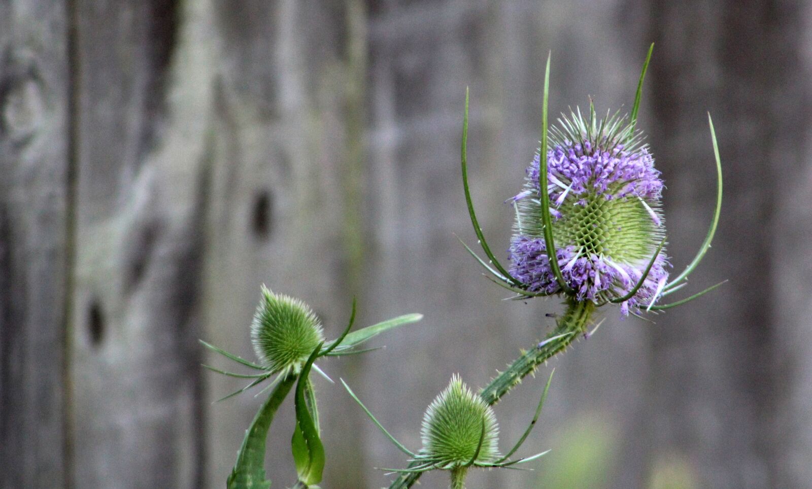 Canon EF75-300mm f/4-5.6 sample photo. Nature, flower, flora photography