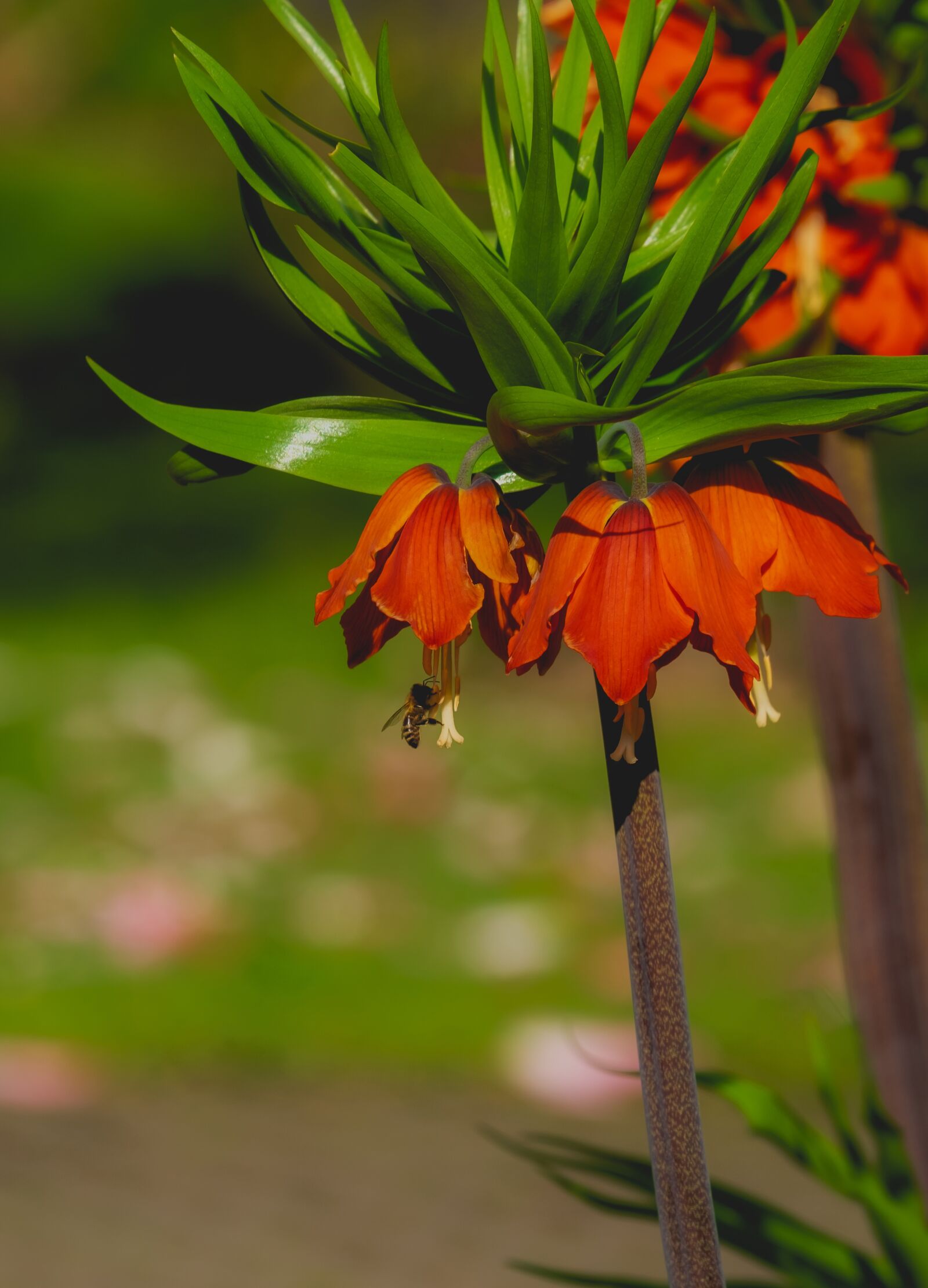 Fujifilm XF 55-200mm F3.5-4.8 R LM OIS sample photo. Imperial crown, flower, plant photography