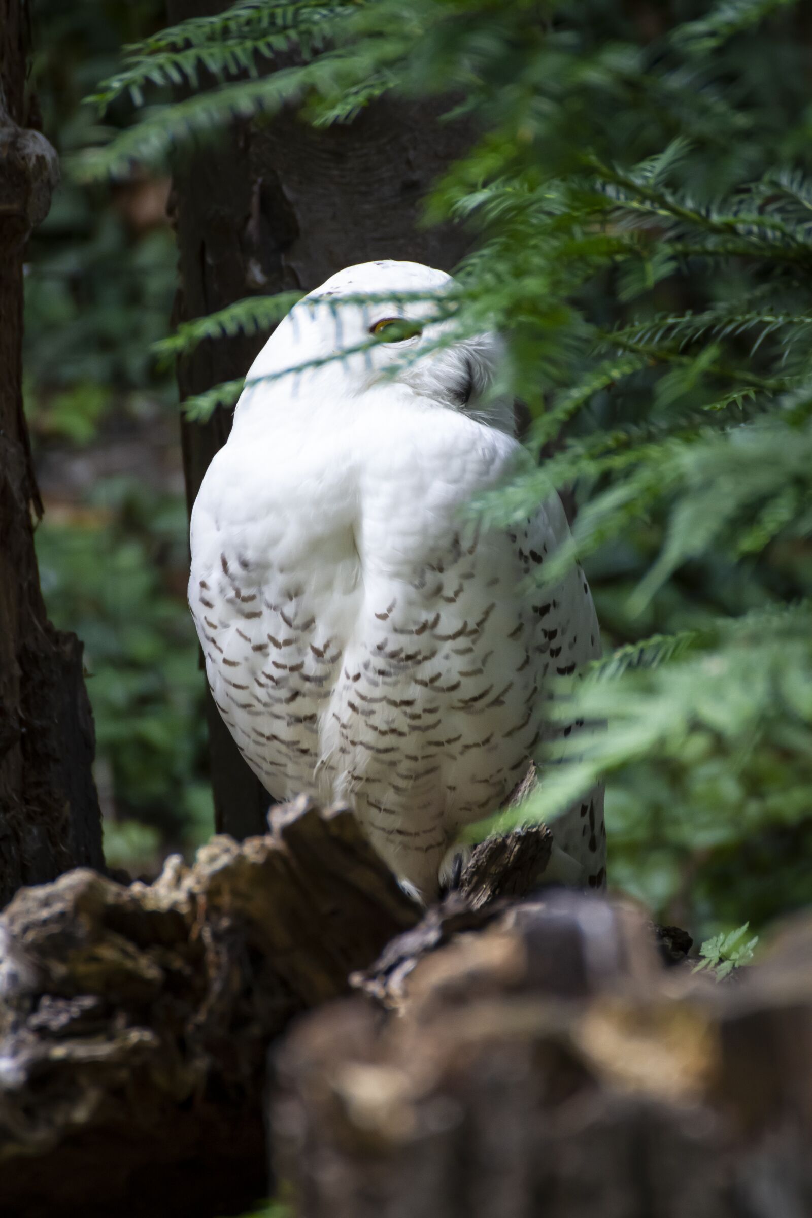 Canon EOS 7D sample photo. Owl, own, bird photography