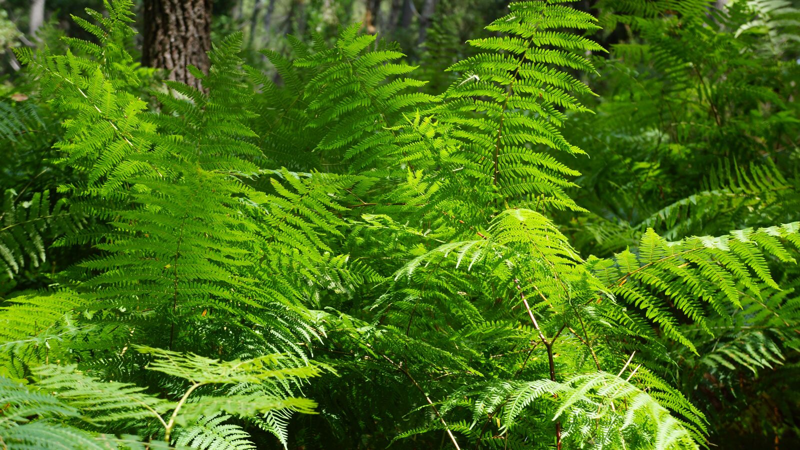 Sony Alpha NEX-7 + Sony E 18-55mm F3.5-5.6 OSS sample photo. Fern, landes, undergrowth photography