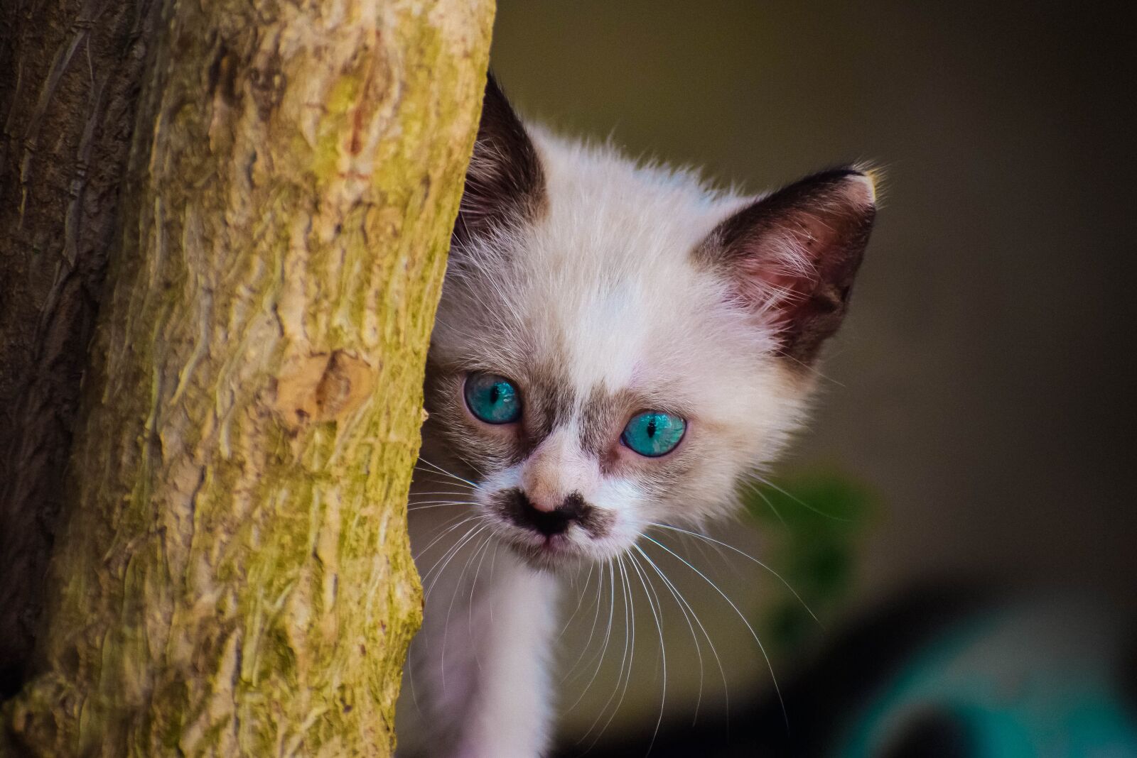 Nikon D5300 sample photo. Cat, pet, feline photography