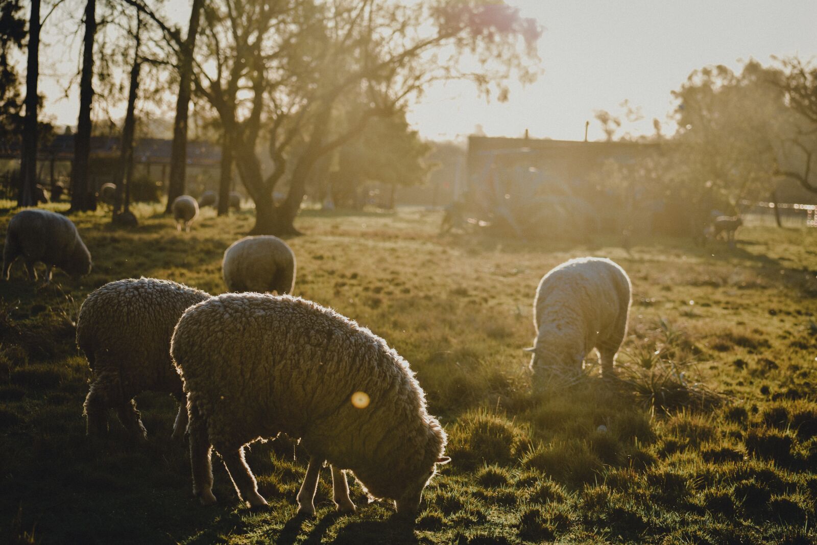 Nikon D3400 sample photo. Animalssheep, animals, hermo photography