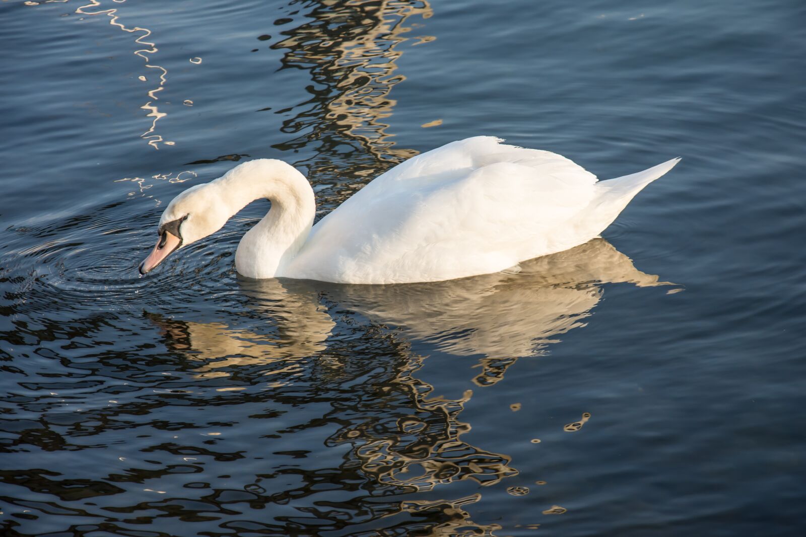 Nikon D7200 sample photo. Swan, sea, nature photography